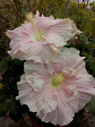 Hibiscus madras - hibiscus,