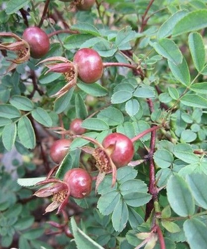 Rosier pimprenelle - ♫,