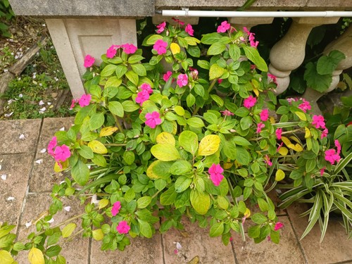 Bouture enracinée impatiens - enracinée, d'impatiens