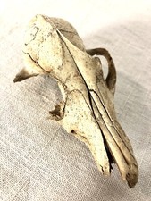 Crane De Renard Imcomplet