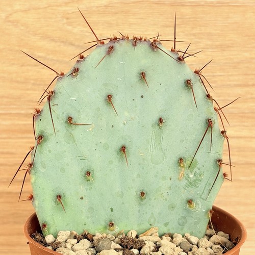 Opuntia violacea pot 10 - opuntia,