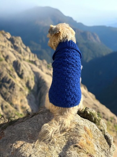 Pull chien pour petit - chien,