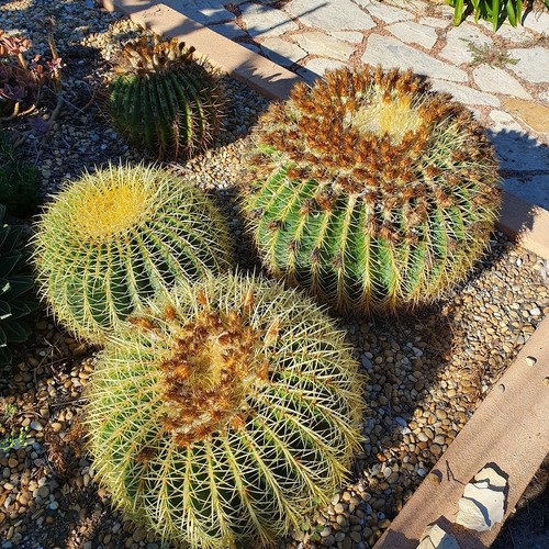 Cactus echinocactus grusonii - cactus,