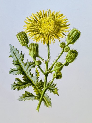 Chromolithographie plantes - chromolithographie,