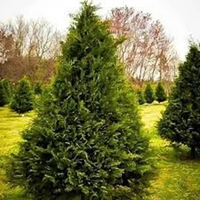 10 Murray Cypress Tree Bare Root Evergreen