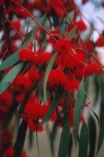 RARE 40 graines d' EUCALYPTUS SIDEROXYLON ROSEA H235 RED IRONBARK SEEDS SEMILLA