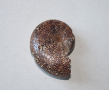 Ammonite du Valanginien de la