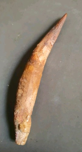Dent spinosaure fossilisée - dent, de