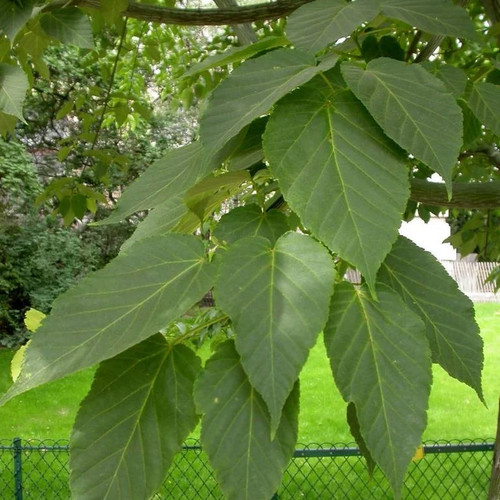 Acer davidii érable du - acer,