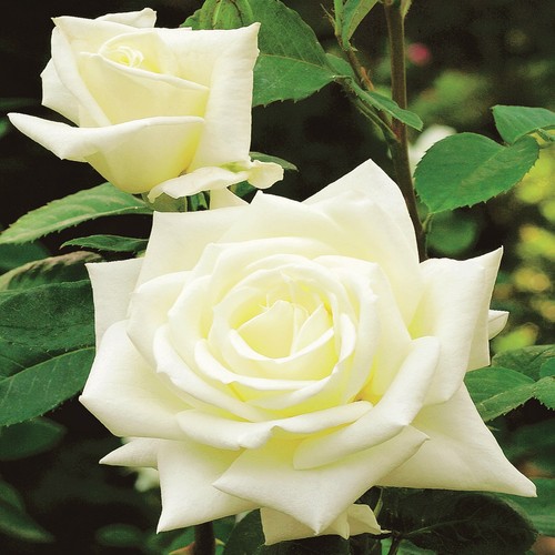 Plante jardin arbuste - plante,