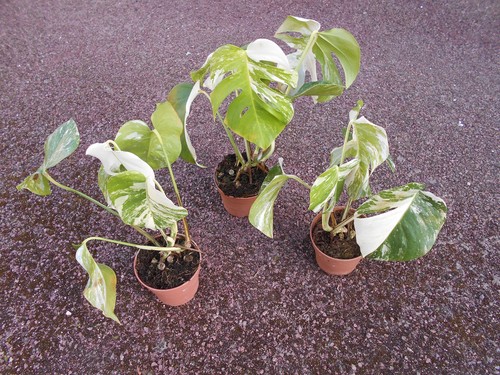 Philodendron monstera - philodendron,