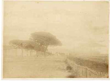 France, Cannes, Vintage Bocca Umbrella Pins Albumin Print