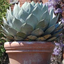 Agave parryi 'Truncata' -