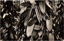 CPM AK Bourbon Island Bourbon Vanilla Leaves and Pods REUNION (1408145)