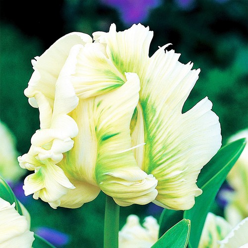 Bulbes tulipes perroquet - bulbes, de
