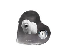 Samoyède, Samoyed, Chien