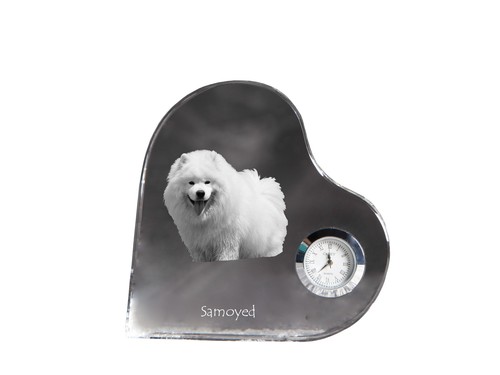 Samoyède samoyed chien - samoyède,,