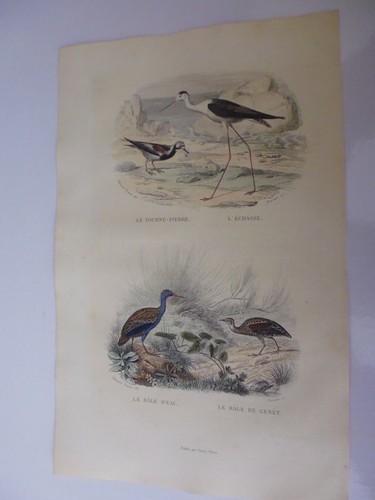 Gravure couleur buffon - couleur,