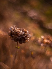 Pathé Petzval 95mm F/2.5