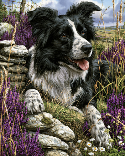 8x10 border collie - border, in