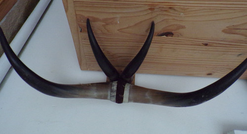 Taxidermie trophée corne - taxidermie,