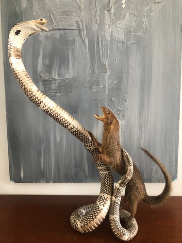 Taxidermie mangouste et - taxidermie,,