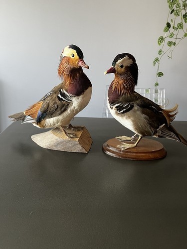 Couple canards naturalisés - couple,