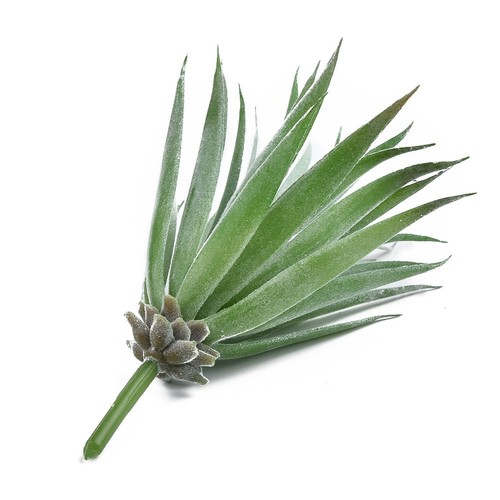 Plante pour succulente