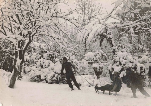 Ancienne photographie foret - ancienne,