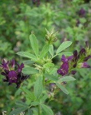 ♫ LUZERNE - Medicago sativa