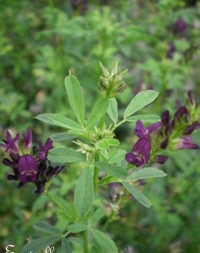 Luzerne medicago sativa - luzerne,