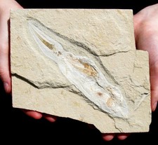LARGE TEXTBOOK SQUID FOSSIL W/TENTACLES & INK SAC DETAIL, LEBANON- DINOSAUR AGE!