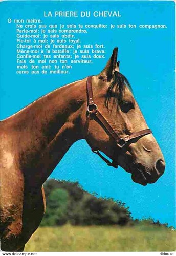 Postcard animals horses - -,
