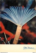 Animals - Fish - Image of ia Nature - Spirograph unrolling his plume - Ca