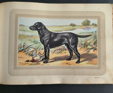 Dog, hunting, Labrador, color board, Malher, Castellan, 1938