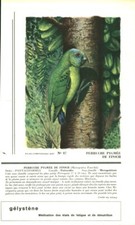 Antique Pharmaceutical Advertising Gelystene Bird Parakeet Pygmy 1950