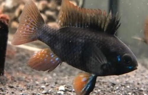 Mesmerizing black - mesmerizing,