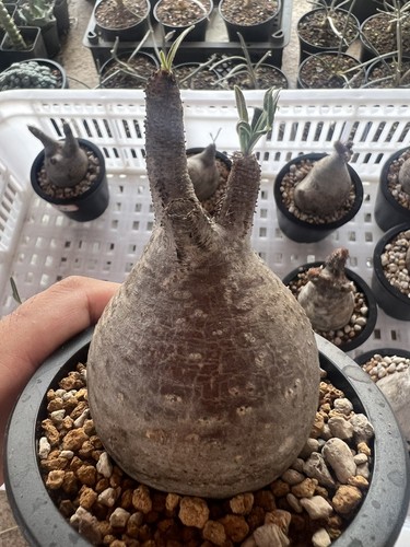 Pachypodium rosulatum var