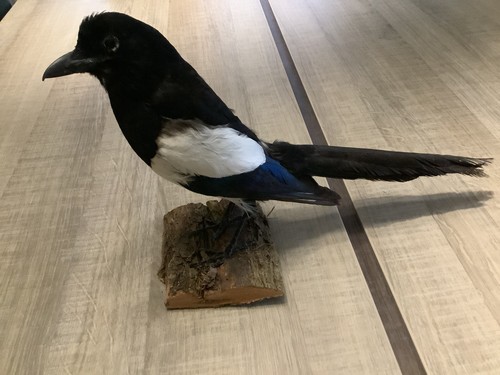 Taxidermie oiseaux pie - taxidermie, :