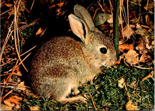 France lapin de - france,