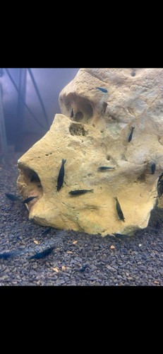 Crevettes blue velvet lot - velvet, de