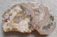 Beau morceau d'ammonite minéralisée, 15 cm