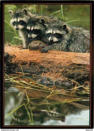 Postcard animals raccoon - -,
