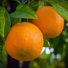 PLANTE ORANGE VALENCIA en pot