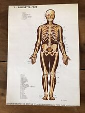 Fiche Anatomique squelette médecine