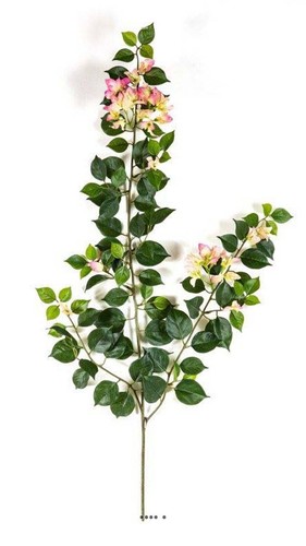 Branche bougainvillier - branche, de