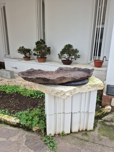 Plat pour forêt - de, bonsaïs