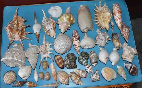 Coquillages collection de - collection, 43