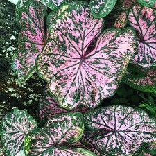 Caladium Tubercule coloré