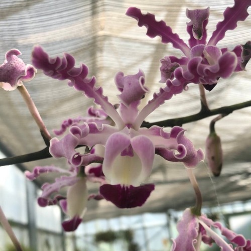 Schomburgkia exaltata species - schomburgkia,